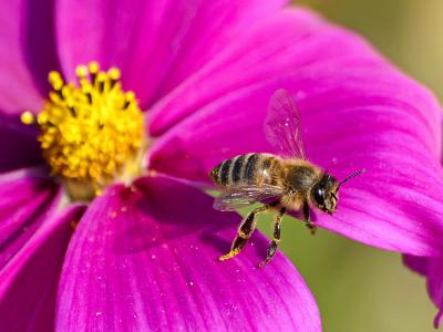 蜜蜂, 蜂蜜蜂, 自然, 动物, 昆虫, 开花, 绽放
