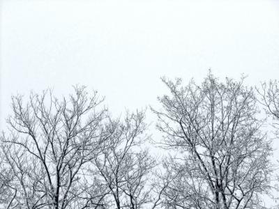 树枝, 树木, 冬天, 天空