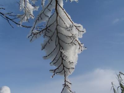 雪树枝, 冬天, 自然