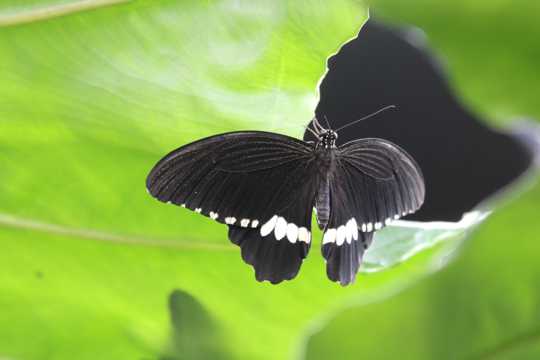 美丽黑色蝴蝶图片