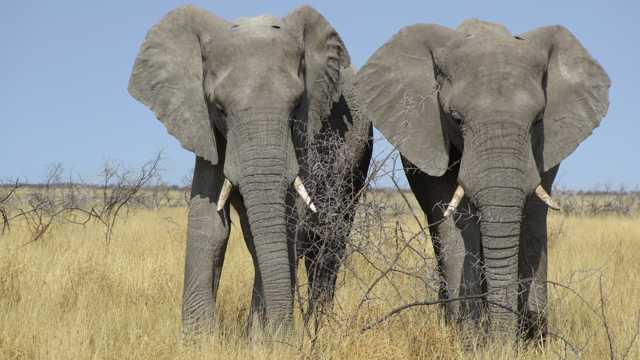 两只野生大象图片