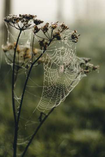 干枯植物上的蜘蛛网图片