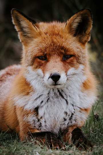 好看红狐狸图片