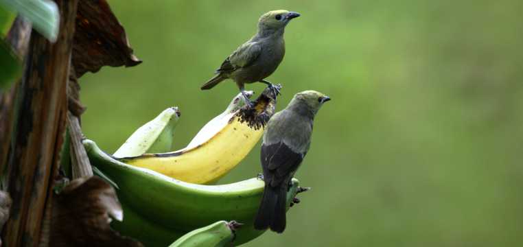 香蕉上的恋人小鸟图片