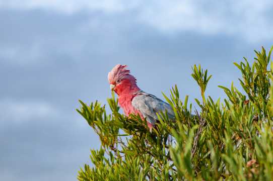 乖巧的粉红凤头鹦鹉图片