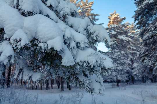 冬天丛林雪松雪景图片