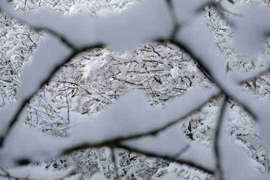 冬日树木雪景拍照图片