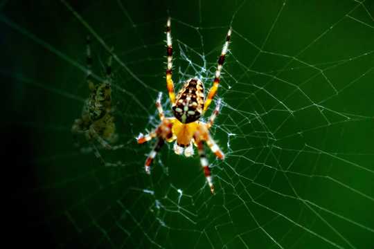 室外蜘蛛知网图片