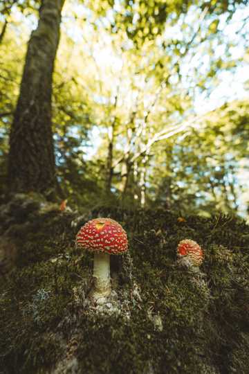 野生红色斑点蘑菇图片