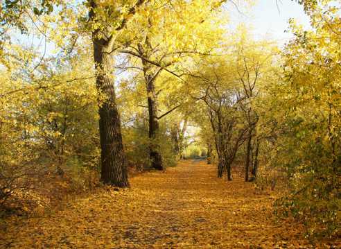 秋日森林黄叶景观图片
