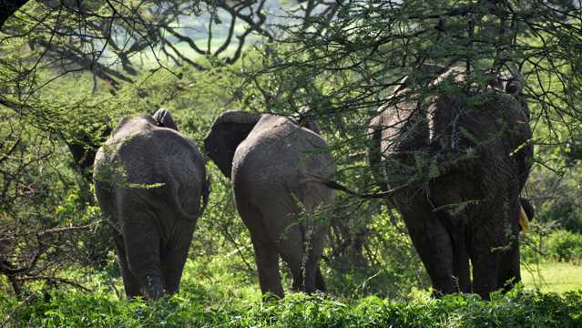 非洲森林野生大象图片