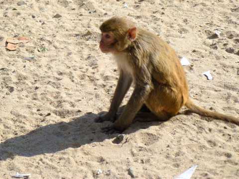 沙地野生猴子图片