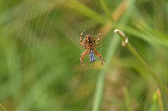 知网上的大蜘蛛图片