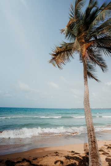 海洋海滩椰子树图片