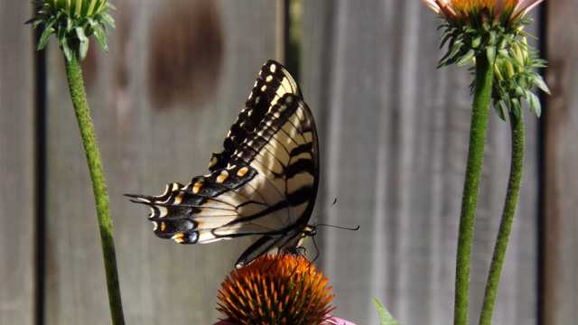 松果菊上燕尾蝴蝶图片