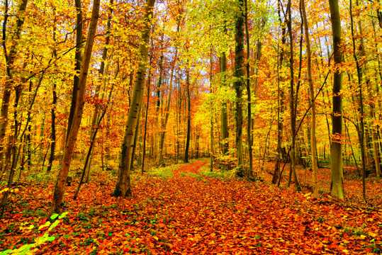 秋季黄丛林景象图片