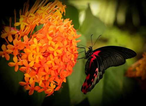 花草上的黑蝴蝶图片