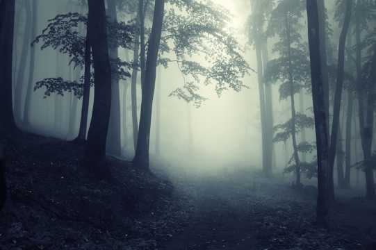 丛林雾霾图片