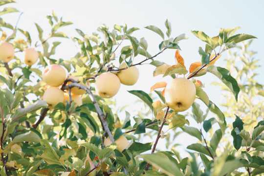 苹果树上的成熟苹果图片
