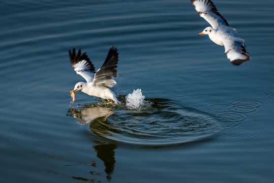 在水面上猎食的海鸥图片