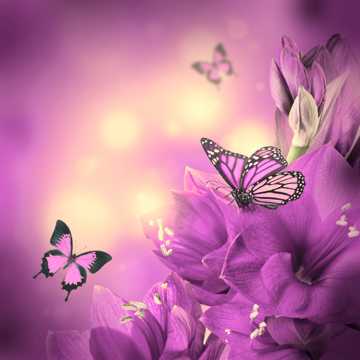 唯美紫色花草蝴蝶图片