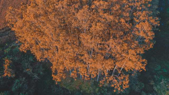 航拍秋季的森林图片