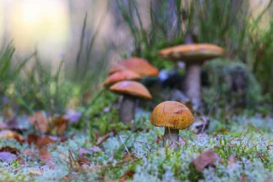 丛林野蘑菇图片