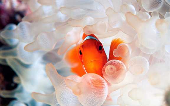 大海海葵鱼的图片