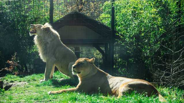 动物园欣赏狮子图片