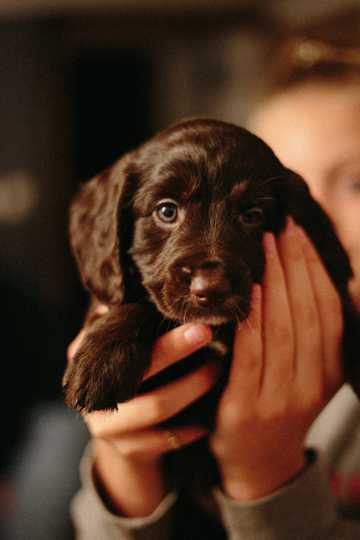 可人黑色拉布拉多幼犬图片