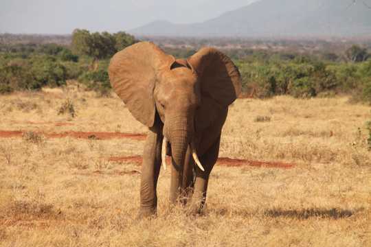 草坪上步行的大象图片