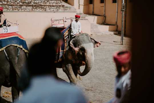 印度的观光大象图片