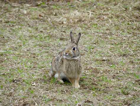 草原灰色野兔图片