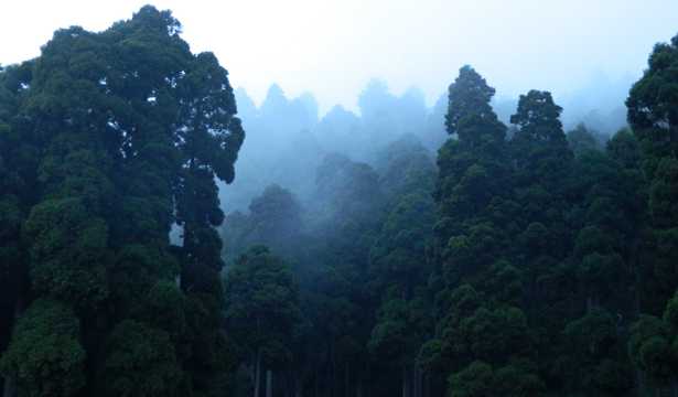浓雾树林图片素材