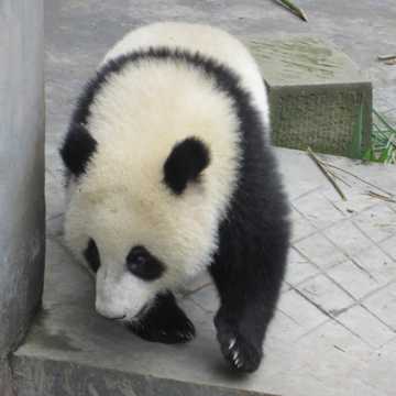 乖巧熊猫高清图片