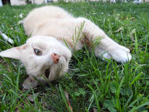 草原懒散猫咪图片
