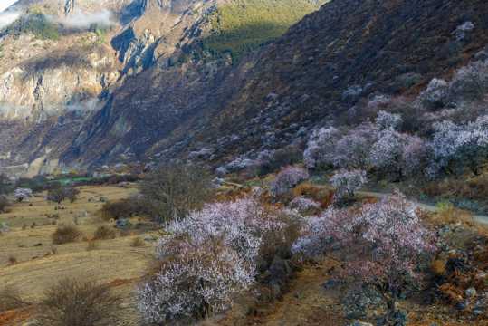 西藏林芝桃花景象图片
