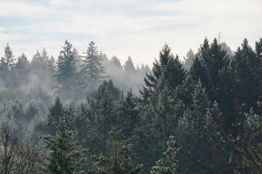 大雾天的丛林图片