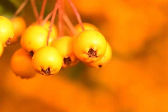 秋季黄色果实图片