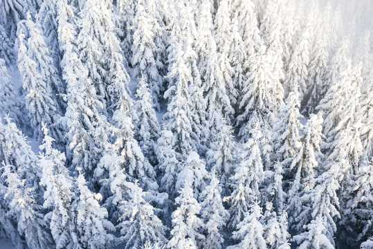 冬日雪林图片