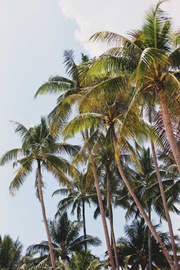 魁伟椰子树图片