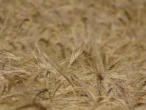 成熟小麦粮食拍摄图片