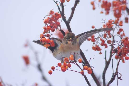 冬日一只鸟儿在摘红果图片