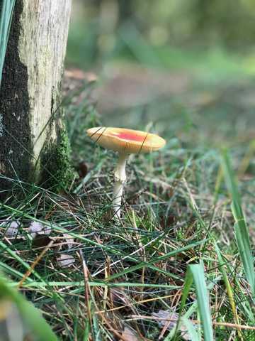 野生山菌菇图片