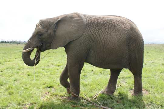 南非大象拍照图片