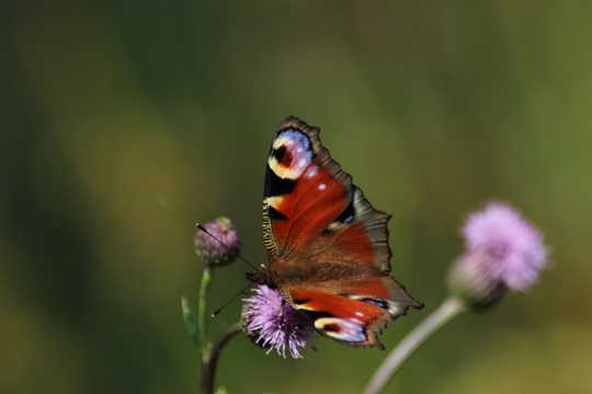 孔雀蝴蝶和小花图片