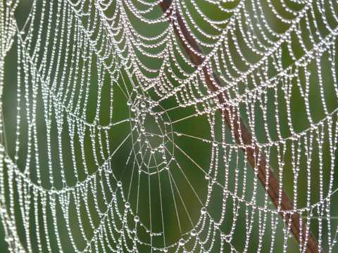银光闪闪的蜘蛛网图片