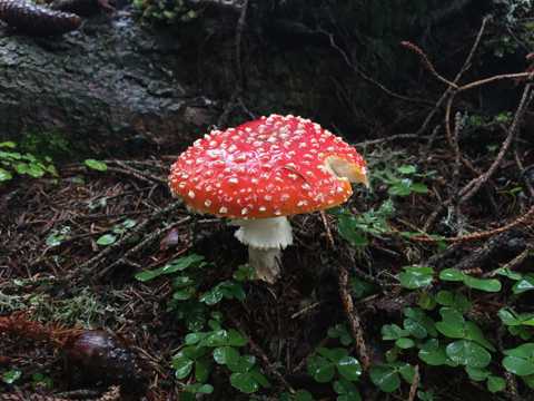 雨后毒蘑菇图片