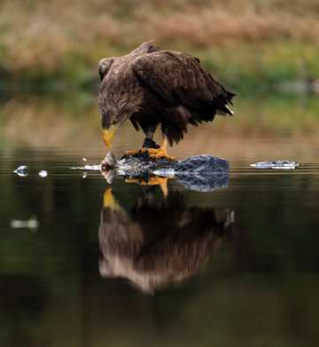 老鹰水中猎食图片