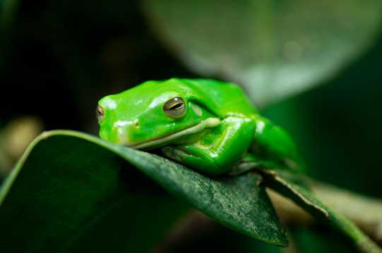 一只绿色青蛙图片